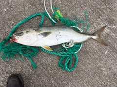 メジロの釣果