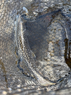 アメマスの釣果