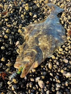 ヒラメの釣果