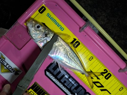 マアジの釣果
