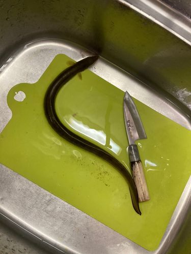 ウナギの釣果