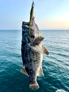 クロソイの釣果