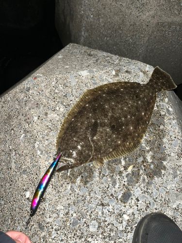 ヒラメの釣果