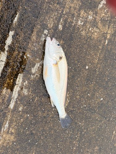 ムツの釣果
