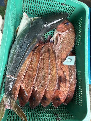 タイの釣果