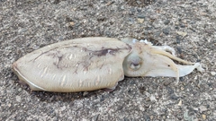 モンゴウイカの釣果
