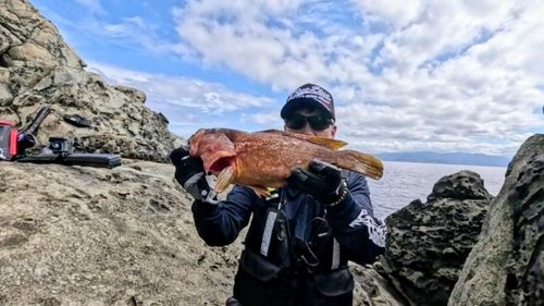 キジハタの釣果