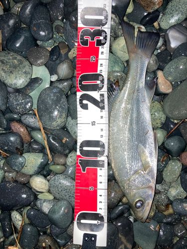 セイゴ（ヒラスズキ）の釣果