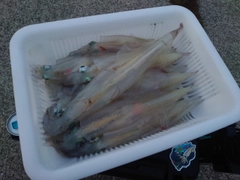 イカの釣果