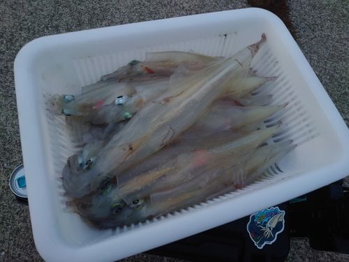 イカの釣果