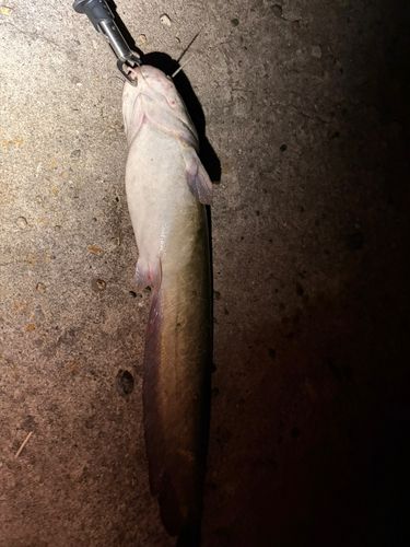 ナマズの釣果