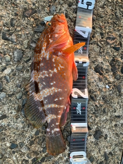 キジハタの釣果