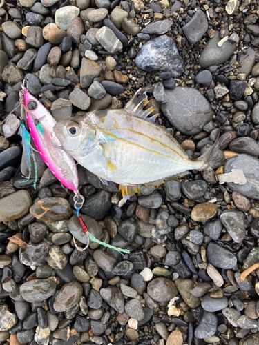 オオモンハタの釣果