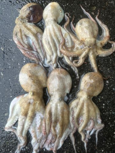 マダコの釣果