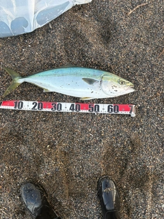 イナダの釣果