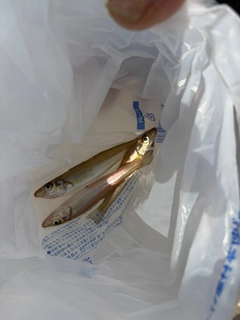 シロギスの釣果