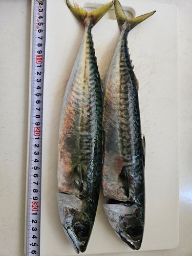 サバの釣果