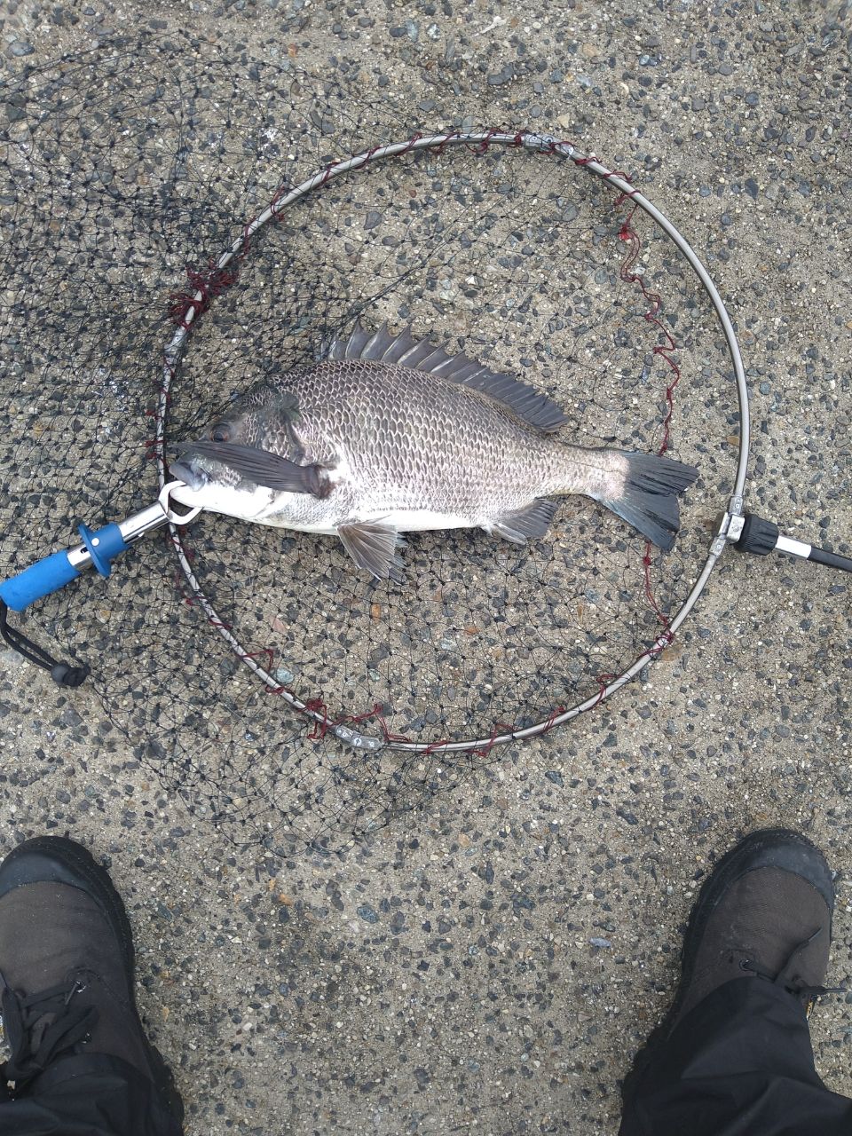 SHIMANO ボーダレス (オリジナルモデル) 495M-Tの最安値・インプレ