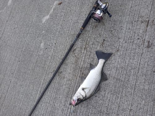 ヒラスズキの釣果