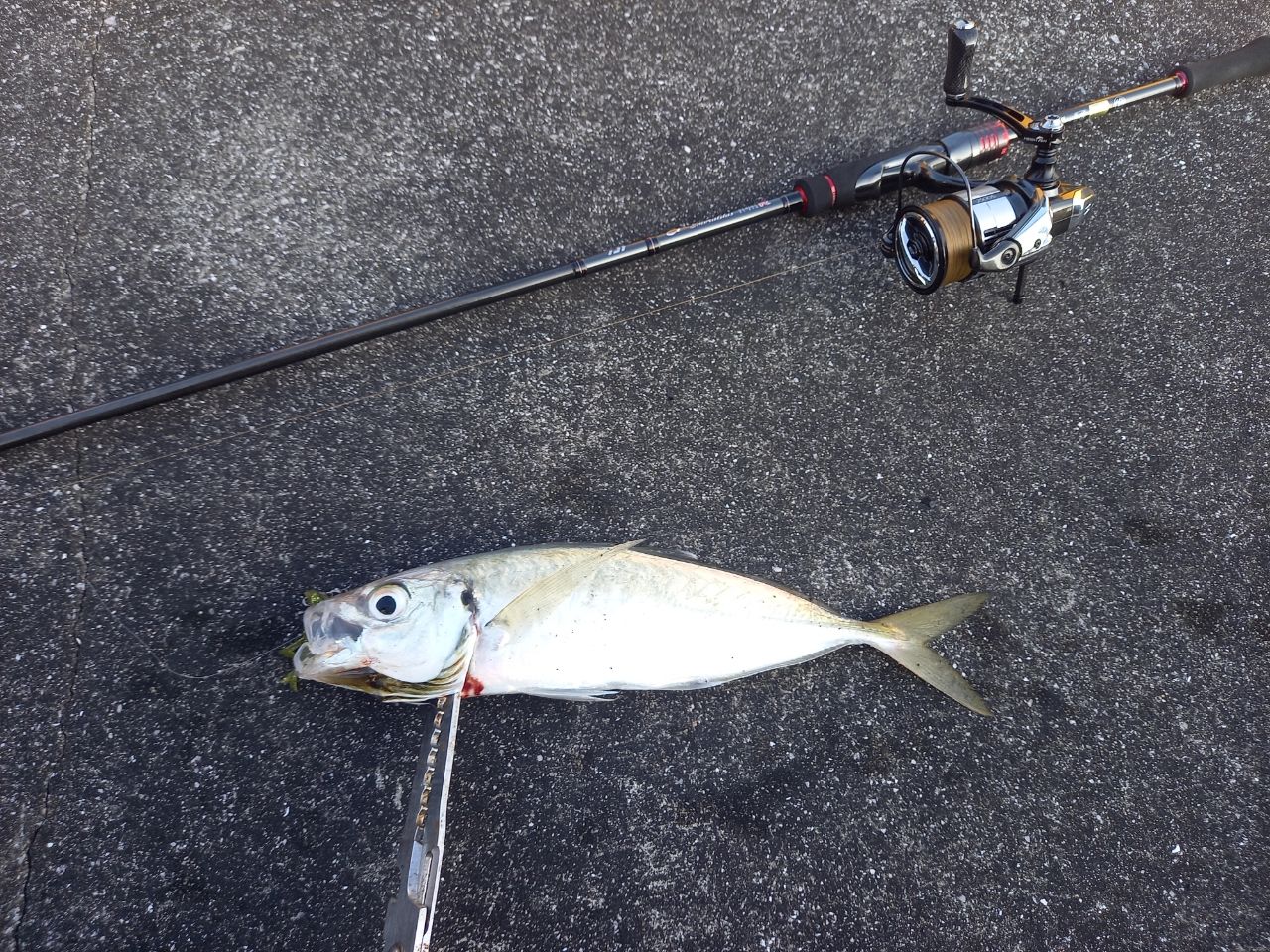 DAIWA 21エメラルダス ストイスト RT 84Mの最安値・インプレ・釣果