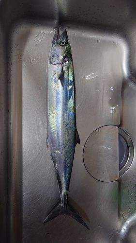 サゴシの釣果