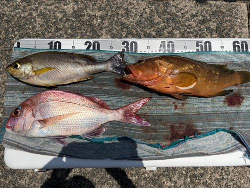 アコウの釣果