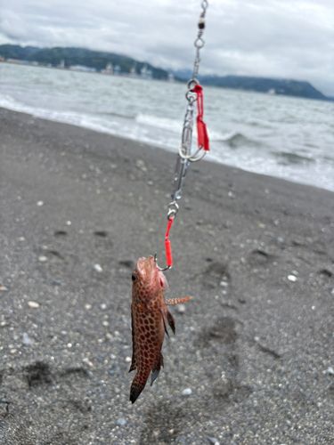 オオモンハタの釣果