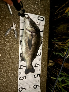 クロダイの釣果