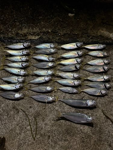 釣果