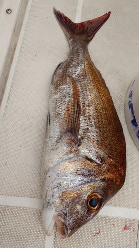 タイの釣果