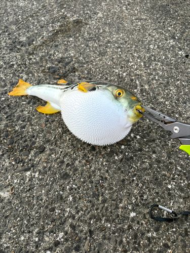 シマフグの釣果
