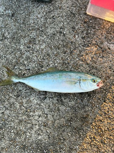ヤズの釣果