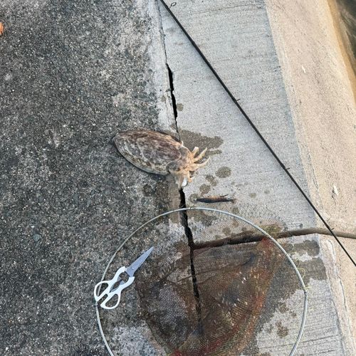 モンゴウイカの釣果