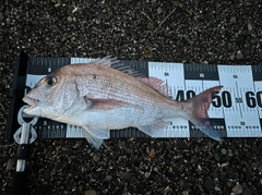 タイの釣果