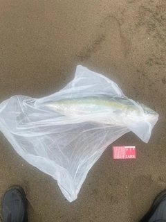 ブリの釣果