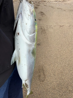 イナダの釣果