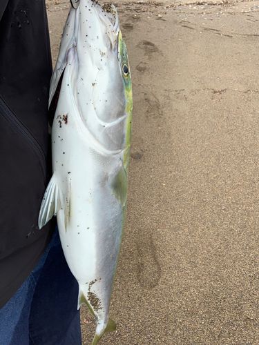 イナダの釣果