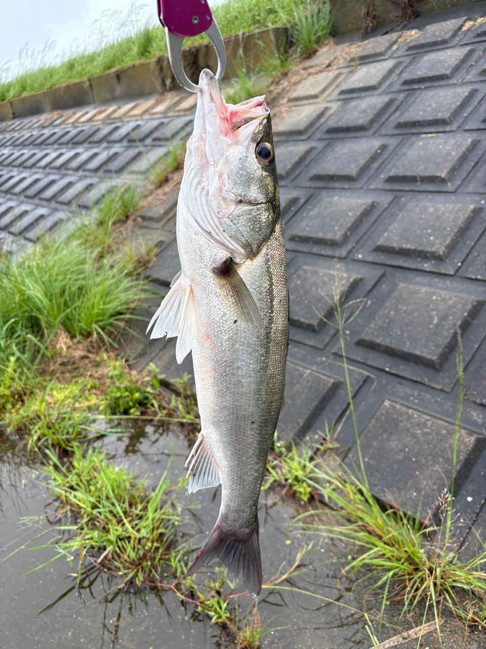 DAIWA 21モアザン ブランジーノ EX AGS 97ML/Mの最安値・インプレ