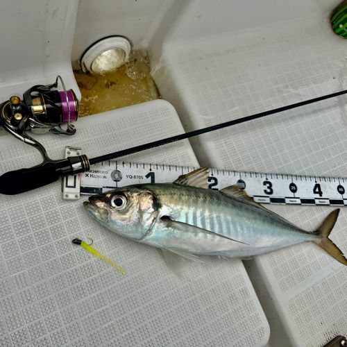 マアジの釣果