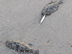 ソゲの釣果
