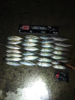 アジの釣果