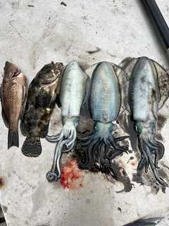 クエの釣果