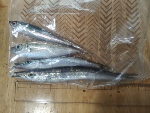 カマスの釣果