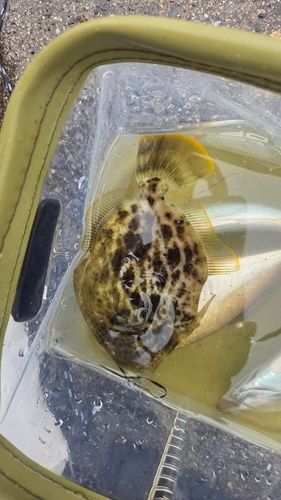 カワハギの釣果