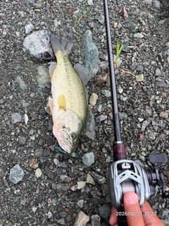 ラージマウスバスの釣果