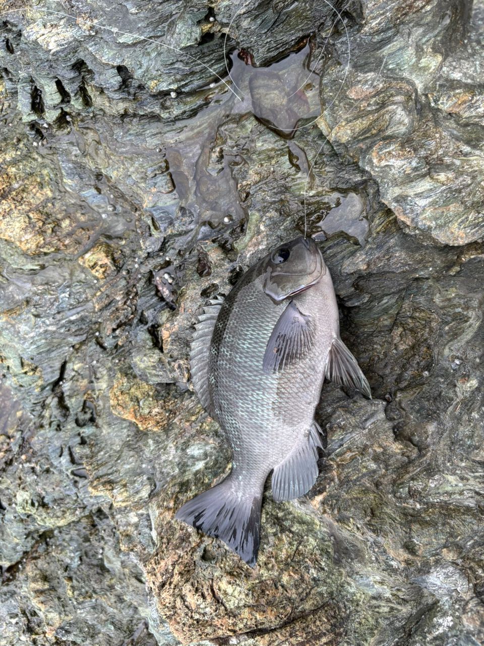 グレの釣果写真