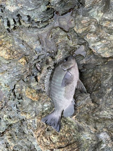 グレの釣果