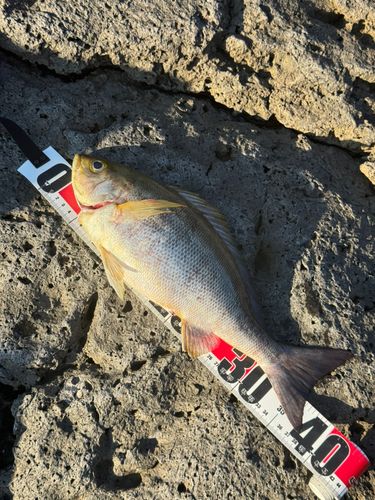 イサキの釣果