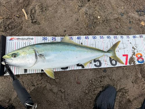 ワラサの釣果