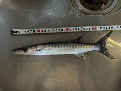 オニカマスの釣果